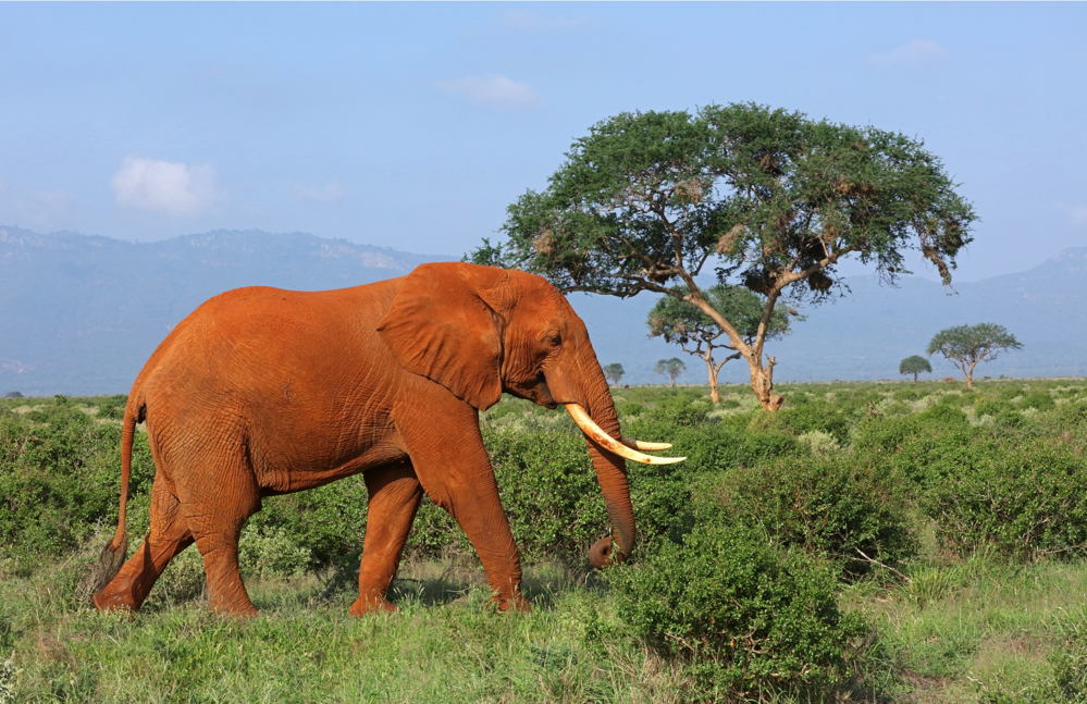 3 DAYS AMBOSELI NATIONAL PARK SAFARI EXPERIENCE